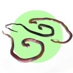 مار 75سانتی